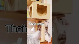 Cute funny Cat 😍 [ unique & cutest animals 79 ]#shorts #оценкаканалов #приколы #coub#funnyvideo (5)