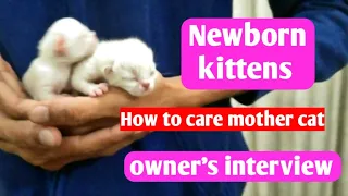 Newborn kittens care and tips | Mother cat care | persian cat | Owner's interview