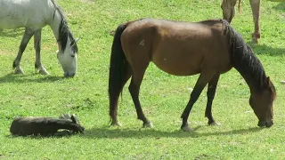 Yegua revolucionando a potros jóvenes futuros sementales.caballos y yeguas Andalusian horses ,2023