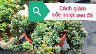 👍cơ chế và cách giảm sốc nhiệt sen đá cực hiệu quả 👍 - tìm hiểu sen đá chuyên sâu