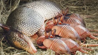 How Armadillo Giving Birth To Cute Baby