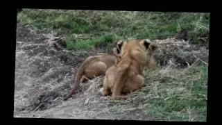 Very cute lion cubs playing with mud in the Masai Mara