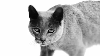 Itchy cats and Feline Atopic Skin Syndrome: Discover the ROYAL CANIN® SKIN & COAT diets