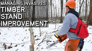 Timber Stand Improvement | Managing Invasives And Selecting Herbicides