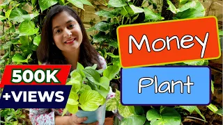 Money Plant Complete Tips ऐसे करे इसको घना  /Propagate, Care and make bushy / #gardening #moneyplant