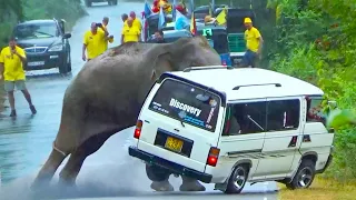 Shocking Surprise: Tourists Witness Epic Elephant Encounter!