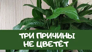 Не цветет женское счастье, 3 причины