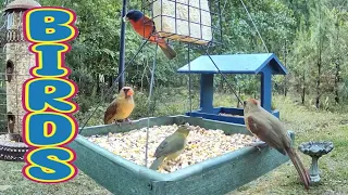 TV for Cats/Dogs SC Bird Watching Birding Painted Bunting Cardinal Chickadee Tufted Titmouse Birds