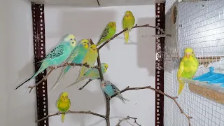 budgies singing💗#parrot #birds #budgies #pets