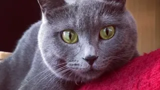 Cats being jerks Part 4/Gray cats compilation June 2018