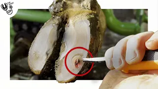 CARVING out the CAVITY in the COW's HOOF was seriously satisfying