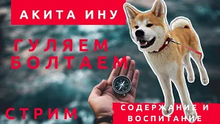 СТРИМ. Гуляем и болтаем.  Особенности содержания Акита Ину. Вопросы и ответы..