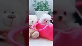 Tik Tok Chó Phốc Sóc Mini 😍 Funny and Cute Pomeranian