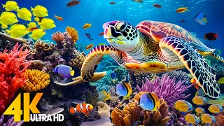 Ocean 4K - Sea Animals for Relaxation, Beautiful Coral Reef Fish in Aquarium (4K Video Ultra HD) #31