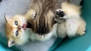 The sleepy kittens' lazy fight was so cute