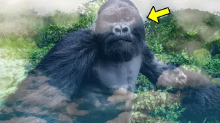 Gorilla Grabbed a Woman's Neck In The Jungle. What it Did Next Shocked The Whole World