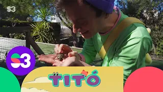 Excursió amb tortugues - Titó