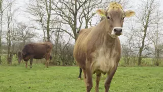 Cows jumping for joy as they are released on to grass