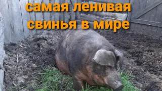 САМАЯ ЛЕНИВАЯ СВИНЬЯ В МИРЕ