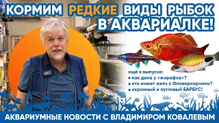 Аквариумные новости с Владимиром Ковалевым (16.11.2023). Кормим РЕДКИХ РЫБОК!