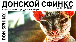 ДОНСКОЙ СФИНКС. ВСЕ ПОРОДЫ КОШЕК МИРА. DON SPHINX.