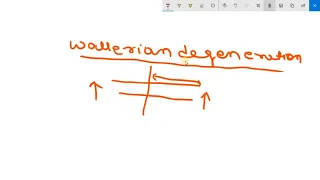 NERVE INJURY TYPES[ NEUROPRAXIA, AXONOTMESIS, NEUROTMESIS]+ WALLERIAN DEGENERATION IN DETAIL