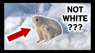 Why polar bears cannot be white - #veritasiumcontest