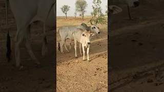 Cow Mating Bull Village