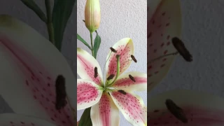 Lilium in gumpaste