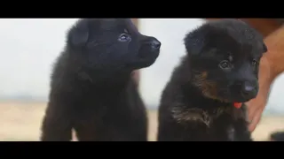 German Shepherd (DDR) Giving Birth (First Litter)