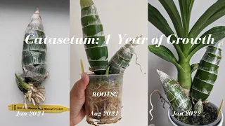 Catasetum Update - 1 year of Growth Monneirara Millennium Magic Witchcraft - Black Orchid