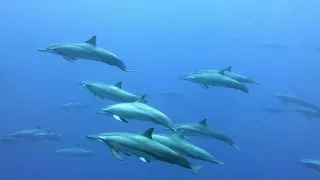 Дайвинг  c Arena Dive Club.Maafushi. Февраль 2018 г.