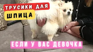 Течка у померанского шпица 🐾 Трусы для собаки