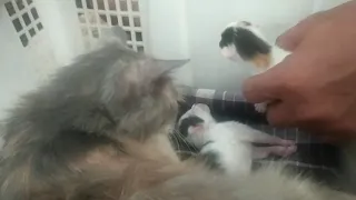 Anak Kucing Tidak Mau Minum Susu induknya, Inilah  Penyebabnya...