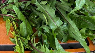 Cooking Dandelion with the secret of getting rid of bitterness