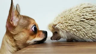 Super FUNNY CHIHUAHUAS - It's TIME to LAUGH HARD!