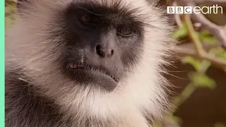 Scarface Fights Off Other Monkeys | Life Story | BBC Earth