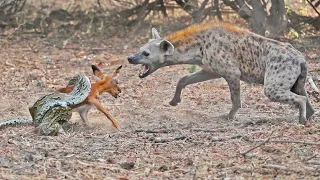 IMPALA BABY TRIES ESCAPING PYTHON & HYENA