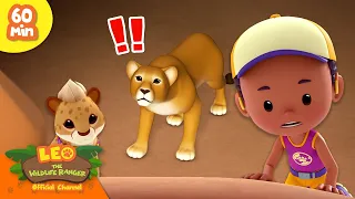 🦁 LION ATTACKING A BABY CHEETAH?! 😱 African Animals! 🌄 | Leo the Wildlife Ranger | Kids Cartoons