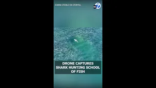 Drone captures shark hunting school of fish off Long Island shore