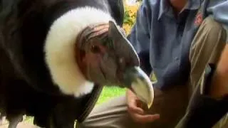 Revisit the worlds biggest flying bird, the Andean Condor