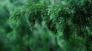 дождь в лесу2