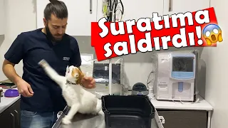 BOXER CAT ATTACKS TO THE VET! 