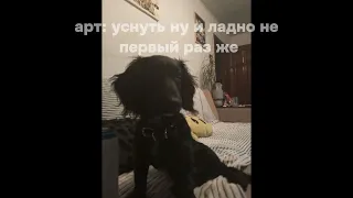 у моего друга умерла собака пожертвование ей в комм #собака #друг