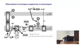 Молекулярные механизмы Идебенона (Нобен) в терапии головных болей (Медведев О.С.)