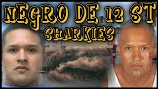 NEGRO DE 12 ST SHARKIES...PROFILE..A REAL ONE !! #new #youtube