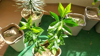 Growing Lemon Trees from Seeds for 1 Year