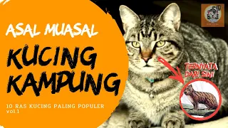 Asal muasal & Sejarah kucing kampung (RAS KUCING PALING POPULER vol.1)