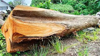 Treasure treasure which is fantastic value sawing old expensive teak logs