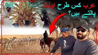 Amazing & Dangerous The Camels 🐪 and  Snake 😨 at Desert and Farming, Arab Life Saudi Arabia
